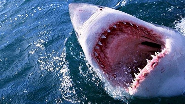 نصائح مهمة حال التعرض لهجوم سمك القرش