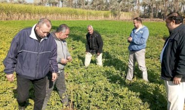 "الزراعة" تتابع موقف النمل الأبيض وتتفقد الزراعات الشتوية في محافظات الصعيد