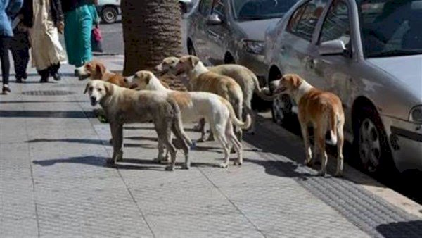 خطة بمحافظة البحيرة لمواجهة انتشار الكلاب الضالة بعد تكرار حوادث العقر