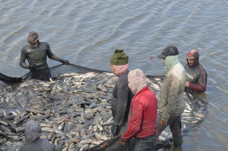 جهاز حماية وتنمية البحيرات والثروة السمكية يفتتح موسم الصيد بمزرعة المنزلة السمكي2025/2026