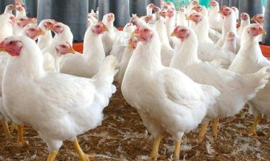 أسعار الدواجن والبيض في مصر اليوم الجمعة