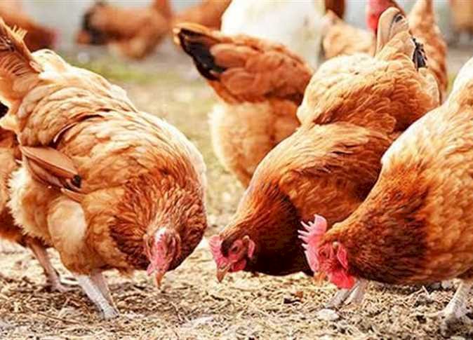 أسعار الدواجن والبيض في مصر اليوم الاربعاء 