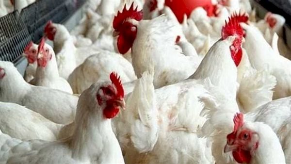 أسعار الدواجن والبيض في مصر اليوم الثلاثاء