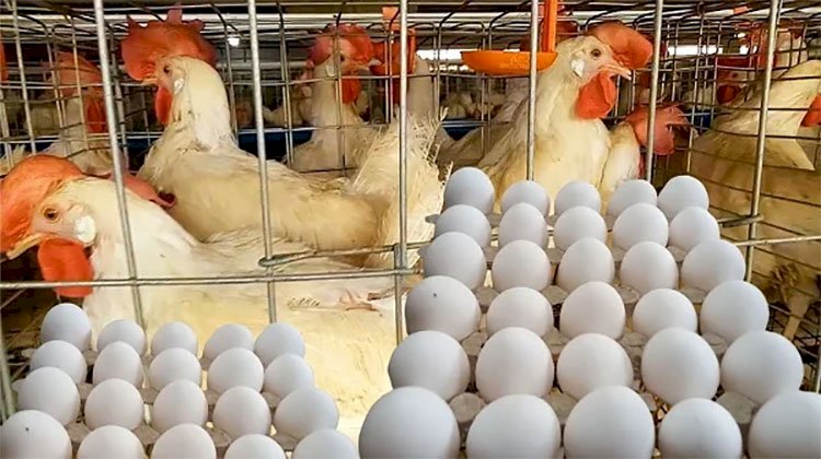 أسعار الدواجن والبيض في مصر اليوم الخميس