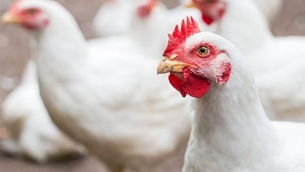 أسعار الدواجن والبيض في مصر اليوم السبت