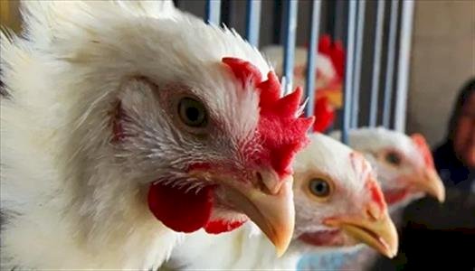 أسعار الدواجن والبيض في مصر اليوم الجمعة