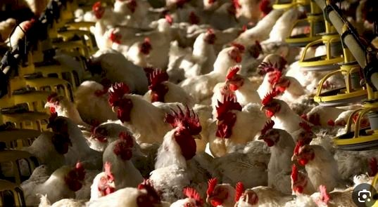 ارتفاع كبير في أسعار الدواجن والبيض اليوم السبت