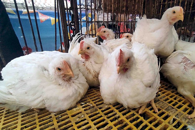 ارتفاع كبير في أسعار الدواجن والبيض اليوم الإثنين