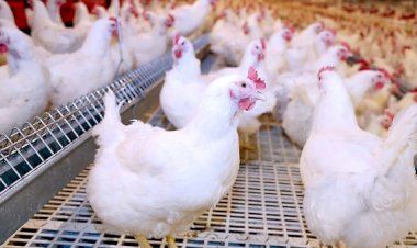 أسعار الدواجن في الأسواق اليوم الأحد