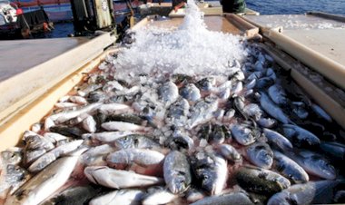 إنتاج ٧١ طنًا من الأسماك بمزرعتي المنزلة وبرسيق السمكية ضمن خطة الجهاز لتعزيز الإنتاج