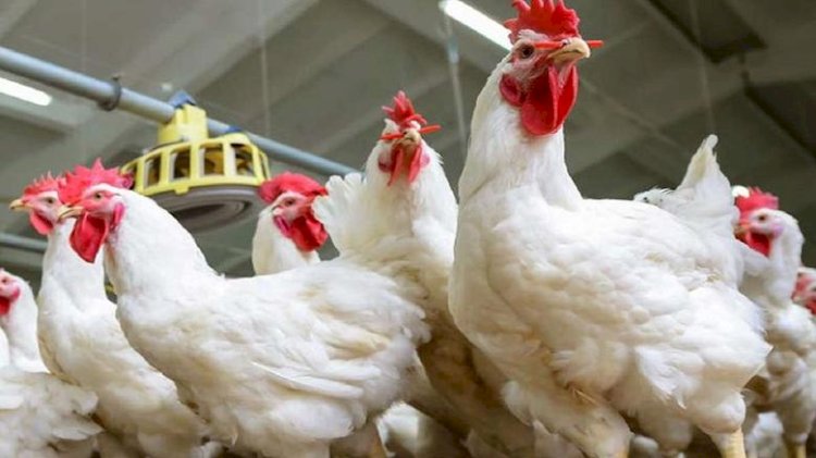 أسعار الدواجن في الأسواق اليوم الخميس