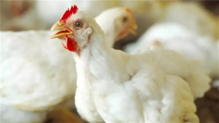 أسعار الدواجن في الأسواق اليوم الثلاثاء