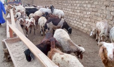 محافظة الجيزة تعلن حظر إقامة شوادر بيع الأضاحى بالشوارع الرئيسية والميادين