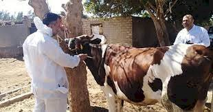 تفاصيل انطلاق حملة تحصين الماشية ضد الحمى القلاعية والوادى المتصدع بالجيزة