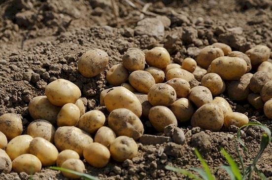 الزراعة تطرح البطاطس فى معرضها بأسعار مخفضة