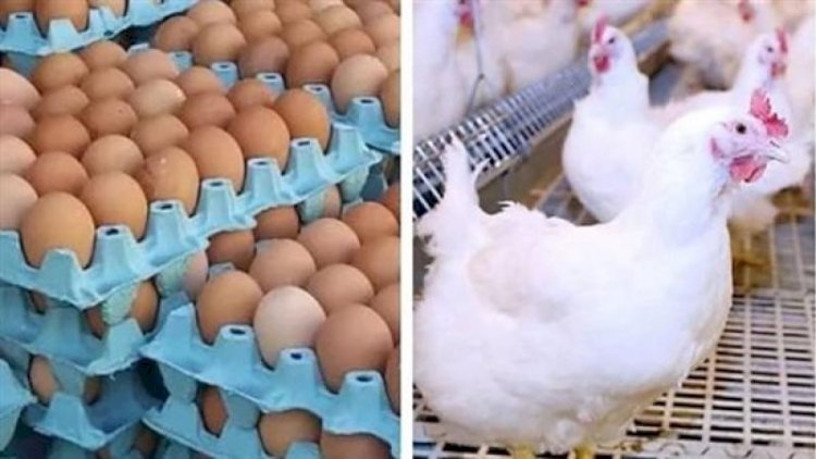 أسعار الدواجن والبيض في الأسواق اليوم الخميس