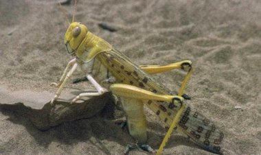 مصر تعزز التعاون الإقليمي في مكافحة الجراد الصحراوي للحد من مخاطر انتشاره  ومتابعة الوضع في دول التكاثر