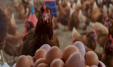 أسعار الدواجن والبيض في مصر اليوم الثلاثاء