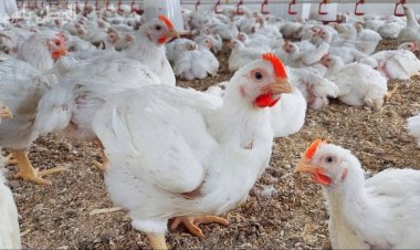 أسعار الدواجن والبيض في مصر اليوم الأحد