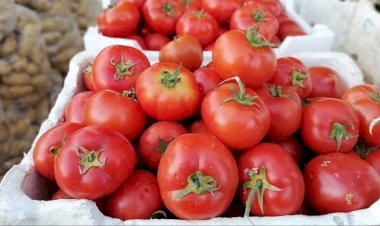 ماذا يحدث لجسمك عند تناول الطماطم؟