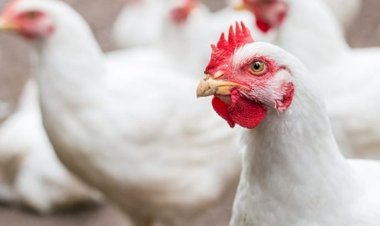 أسعار الدواجن والبيض في مصر اليوم الجمعة