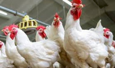 أسعار الدواجن والبيض في مصر اليوم الإثنين