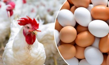 أسعار الدواجن والبيض في مصر اليوم الثلاثاء