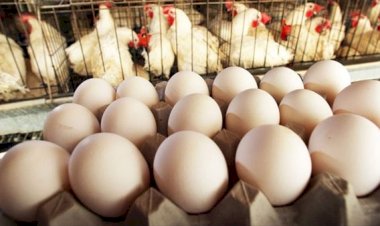 أسعار الدواجن والبيض في مصر اليوم الإثنين