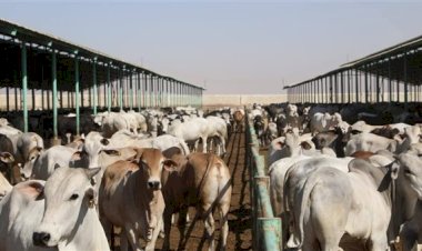 الزراعة تعلن تحصين أكثر من 7.5 مليون جرعة للقاحي الحمي القلاعية والوادي المتصدع