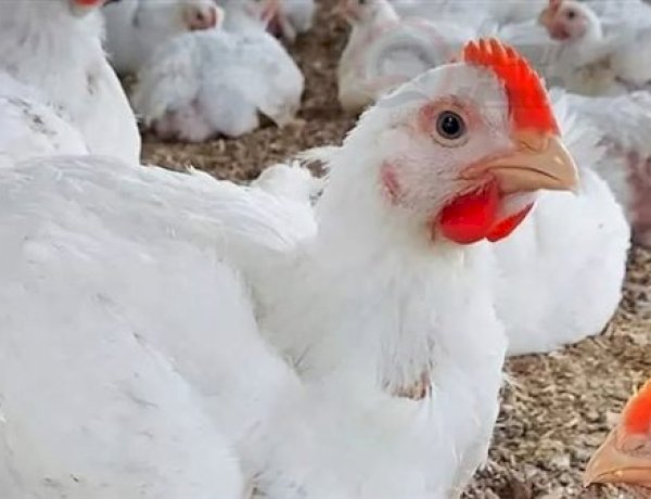 أسعار الدواجن والبيض في مصر اليوم السبت   