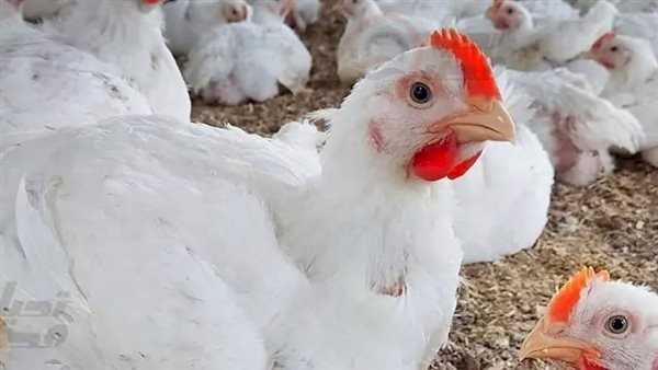 أسعار الدواجن والبيض في مصر اليوم السبت   