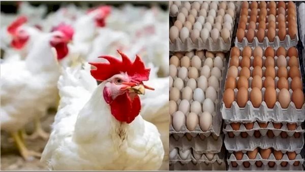 أسعار الدواجن والبيض في مصر اليوم الثلاثاء