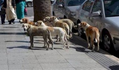 خطة بمحافظة البحيرة لمواجهة انتشار الكلاب الضالة بعد تكرار حوادث العقر