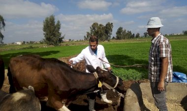 "الزراعة" تعلن تحصين الماشية بأكثر من 8.1 مليون جرعة للقاحي الحمى القلاعية والوادي المتصدع