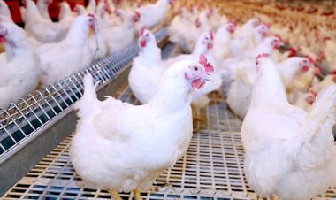 أسعار الدواجن والبيض في مصر اليوم الأحد