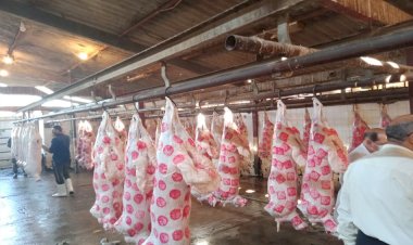 أسعار اللحوم في مصر اليوم الاربعاء