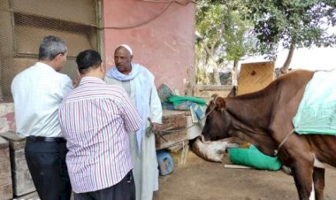 3 قوافل بيطرية مجانيه نهاية الشهر الحالى فى المنوفية