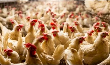 أسعار الدواجن والبيض في مصر اليوم الجمعة