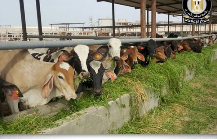 مجلس الوزراء يوضح حقيقة نفوق 500 رأس ماشية بمحافظة المنوفية