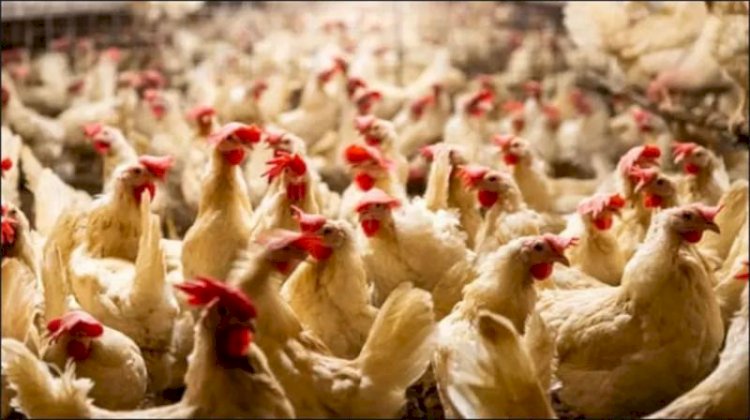 أسعار الدواجن والبيض في مصر اليوم الجمعة