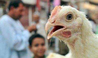 مجلس الوزراء يوضح حقيقة ظهور فيروس إنفلونزا الطيور بالمزارع المصرية