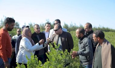 رئيس هيئة تنمية الصعيد يتفقد ويتابع عملية حصاد محصول الجوجوبا بمحافظة البحر الأحمر