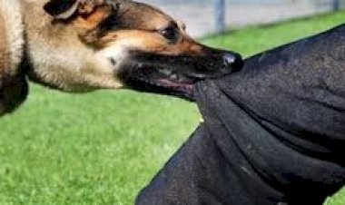 إصابة طفل بإصابات خطيرة إثر هجوم كلاب ضالة جنوب الشيخ زويد