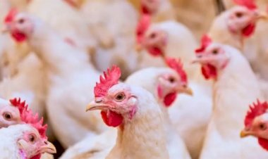 أسعار الدواجن والبيض في مصر اليوم الإثنين