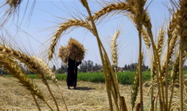 الزراعة  تطلق حملة قومية لحماية محصول القمح من القوارض قبل "طرد السنابل"