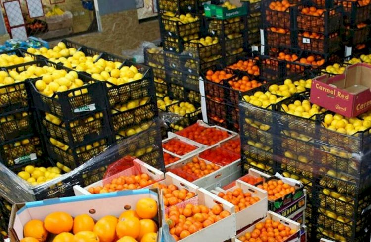 وزير الزراعة: الصادرات الزراعية المصرية تجاوزت 9.2 مليون طن خلال 2025