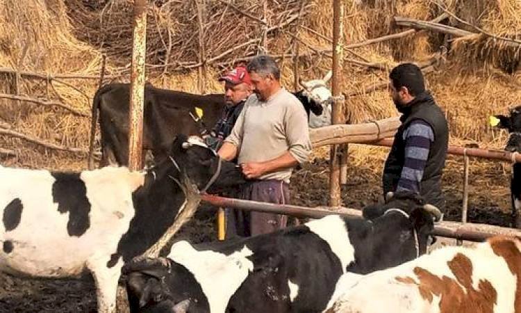 "الزراعة" تطلق منظومة وقائية متكاملة لحماية الصحة العامة والثروة الحيوانية