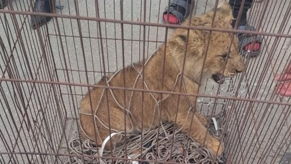 ضبط أسد غير مرخص داخل مزرعة فى البدرشين