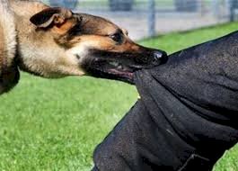 إصابة طفل بإصابات خطيرة إثر هجوم كلاب ضالة جنوب الشيخ زويد