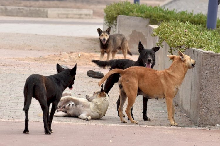 أستاذ طب بيطري: 400 حالة عقر من الكلاب الضالة سنويا في مصر